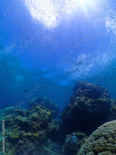珊瑚が広がる静寂な海底・沖縄 石垣島