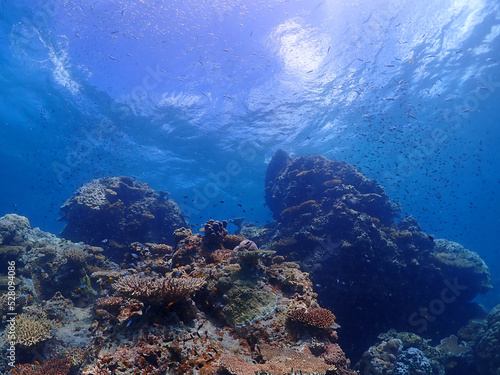 珊瑚が広がる静寂な海底・沖縄 石垣島