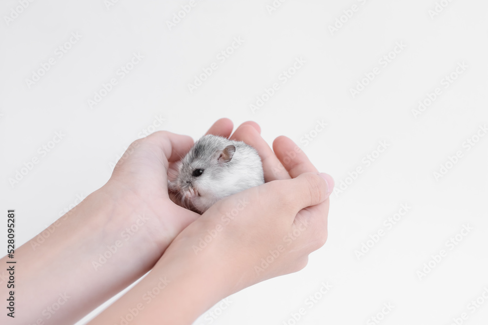 A cute fluffy white domestic hamster sits in the arms of a child. Pet care concept, love for animals A cute fluffy white domestic hamster sits in the arms of a child. Pet care concept, love for animals