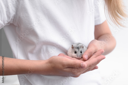 Little fluffy gray hamster in children s hands. Selective focus