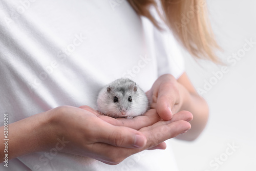White little fluffy hamster in children's hands. Selective focus © Natalia S.