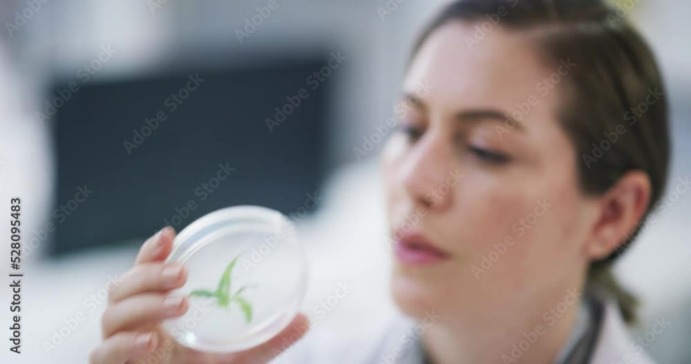 Scientist analyzing plant with a microscope and computer in a science research laboratory. Woman biologist researching sample of a green leaf in petri dish with innovative technology in botany lab Scientist analyzing plant with a microscope and computer in a science research laboratory. Woman biologist researching sample of a green leaf in petri dish with innovative technology in botany lab