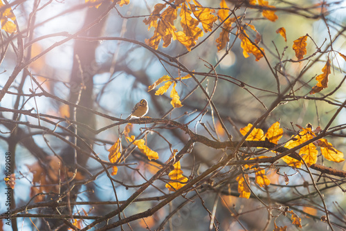 little bird on autumn tree