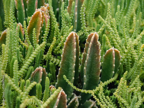 Close-up of cactus plants in U.S. Botanic Garden Conservatory, Washington, D.C.