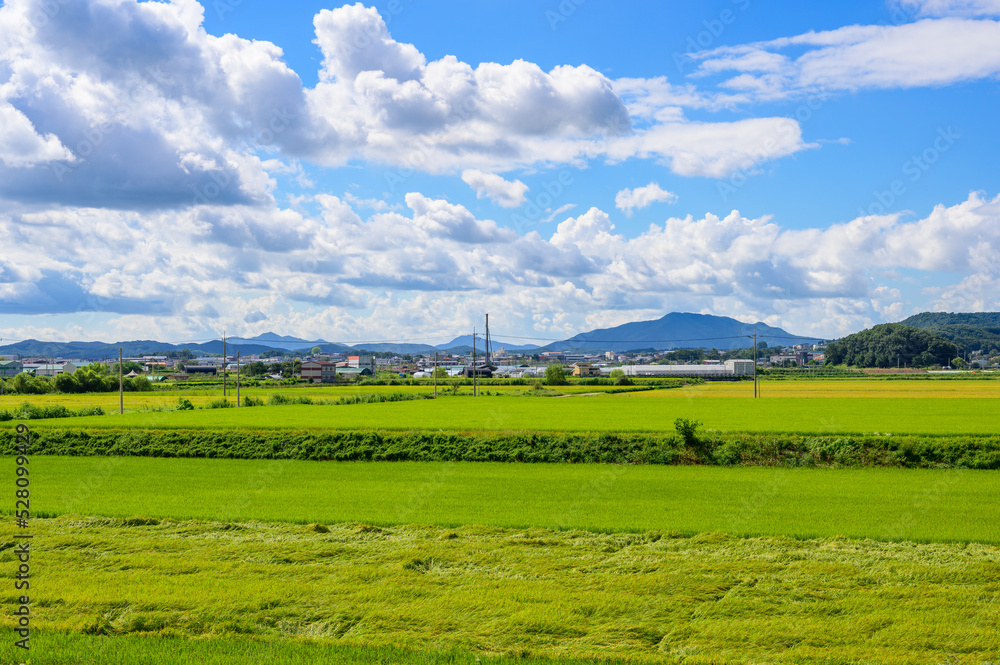 Korean traditional rice farming. Rice farming landscape in autumn. Rice field and the sky in, Gimpo-si, Gyeonggi-do,Republic of Korea.