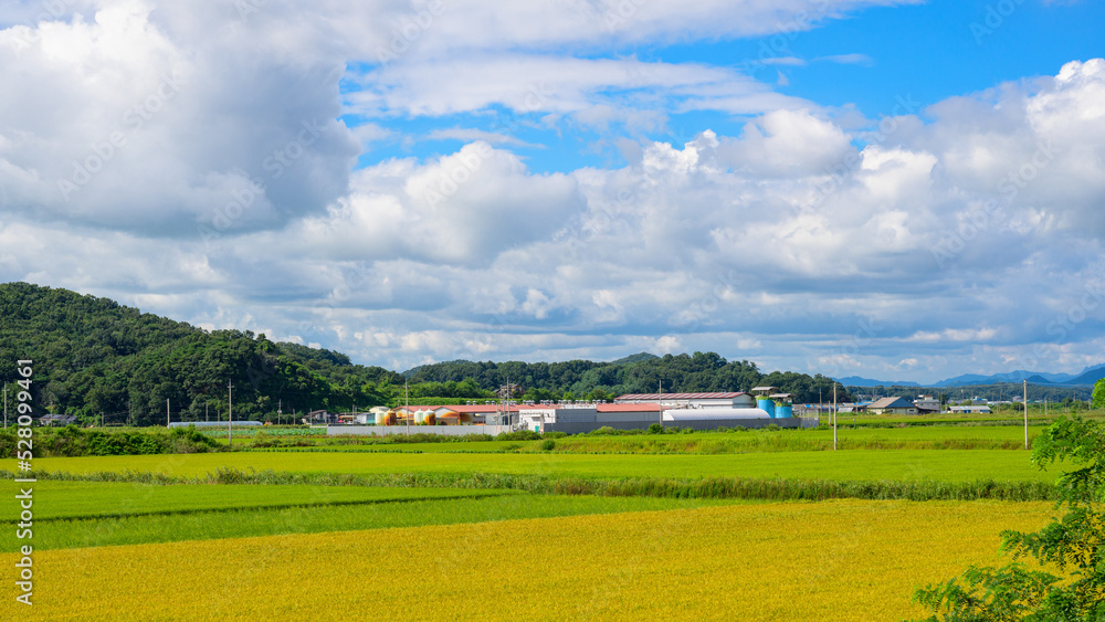 Obraz premium Korean traditional rice farming. Rice farming landscape in autumn. Rice field and the sky in, Gimpo-si, Gyeonggi-do,Republic of Korea.