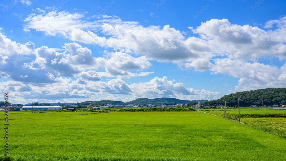 Korean traditional rice farming. Rice farming landscape in autumn. Rice field and the sky in, Gimpo-si, Gyeonggi-do,Republic of Korea. Korean traditional rice farming. Rice farming landscape in autumn. Rice field and the sky in, Gimpo-si, Gyeonggi-do,Republic of Korea.