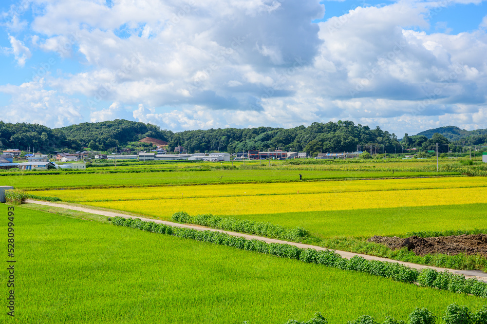 Obraz premium Korean traditional rice farming. Rice farming landscape in autumn. Rice field and the sky in, Gimpo-si, Gyeonggi-do,Republic of Korea.