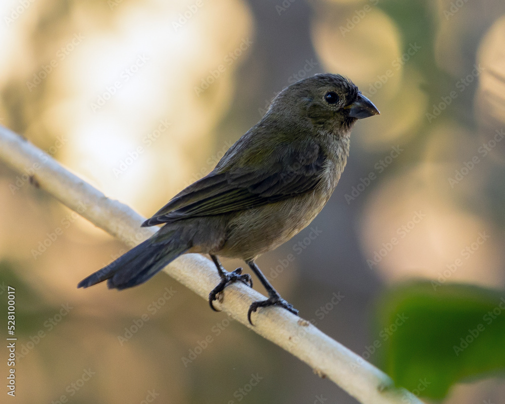 Female of Yellow-bellied Seedeater also know as Coleiro or Semillero singing on a tree branch. Species Sporophila nigricollis. Bird lover. Birdwatching. Birding. Female of Yellow-bellied Seedeater also know as Coleiro or Semillero singing on a tree branch. Species Sporophila nigricollis. Bird lover. Birdwatching. Birding.