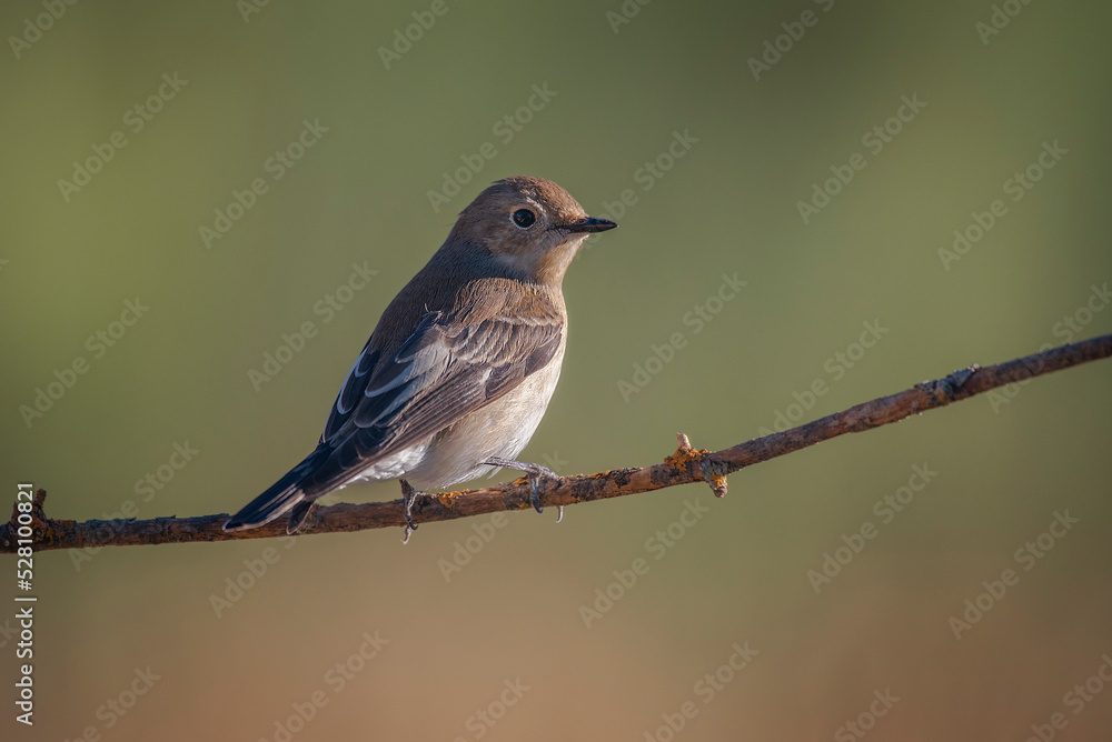 pied flycatcher, perched on branch, warm background pied flycatcher, perched on branch, warm background