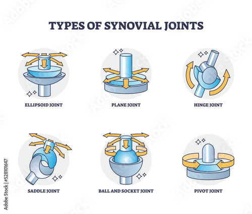 Types of synovial joints movement classification for body outline diagram. Labeled educational anatomical division with ellipsoid, hinge, saddle, pivot and ball socket bone joints vector illustration. photo