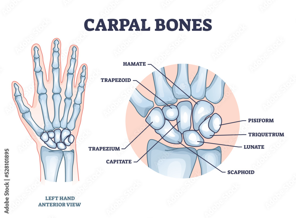 Poster Carpal Bones With Hand Palm Skeletal Structure And Anatomy 