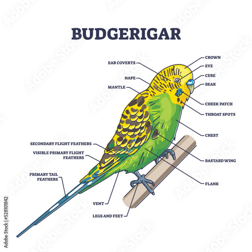 Budgerigar parrot anatomy with external zoological parts outline diagram. Labeled educational pet bird biological description with flight feathers, vent, crown, coverts and mantle vector illustration.