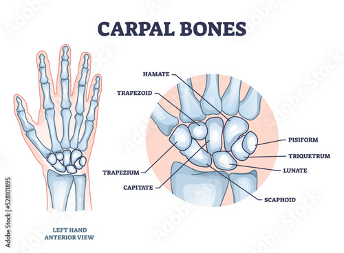 Carpal bones with hand palm skeletal structure and anatomy outline diagram. Labeled educational scheme with medical left hand model and isolated hamate, trapezoid or pisiform bone vector illustration. photo