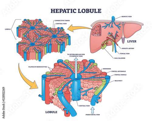Hepatic lobule anatomy with anatomic liver unit structure outline diagram. Labeled educational scheme with human organ hepatic artery, portal vein and gall bladder medical parts vector illustration. photo
