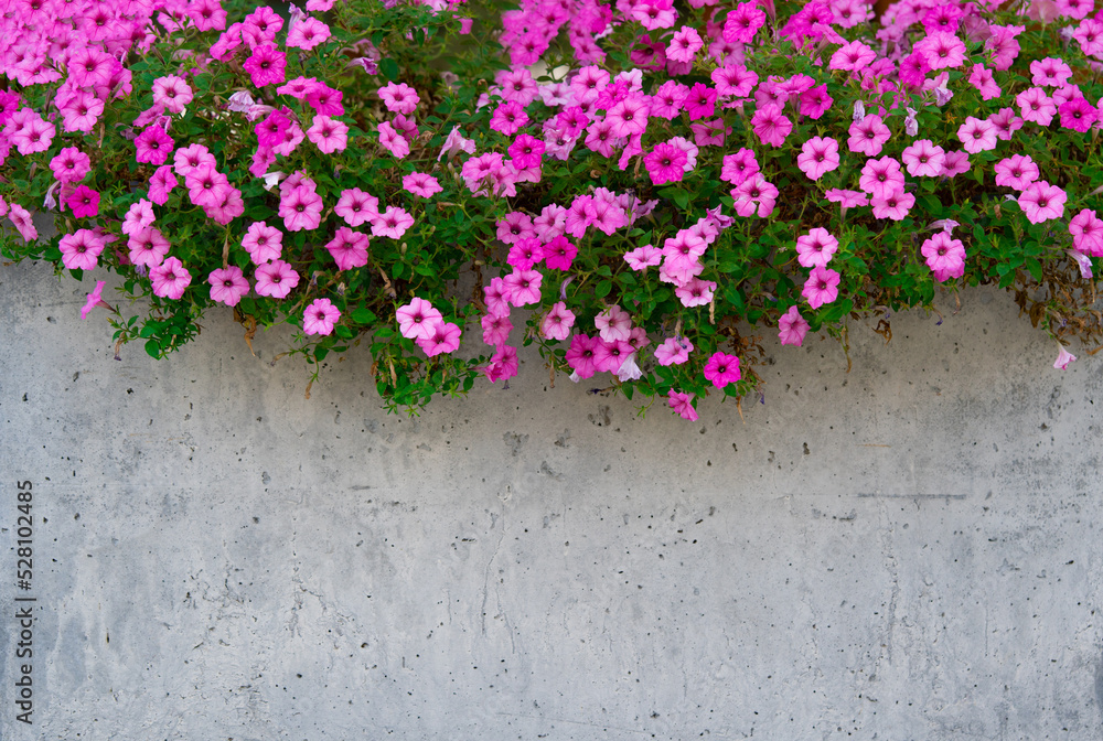 Petunia flowers in landscape design, petunias in a concrete flower pot, background with copy space.