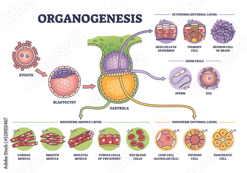 Organogenesis phase stages of embryonic development process outline diagram. Labeled educational anatomy scheme with ectoderm, germ, mesoderm and endoderm leyers for embryo cells vector illustration.