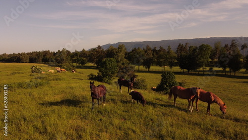 herd of horses © UroSzUp