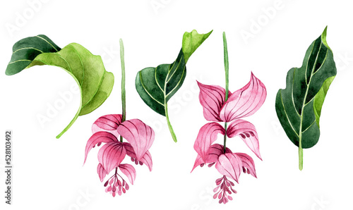 watercolor drawing. set of tropical leaves and flowers medinilla magnifica
green leaves and pink flowers of rain forest isolated on white background photo