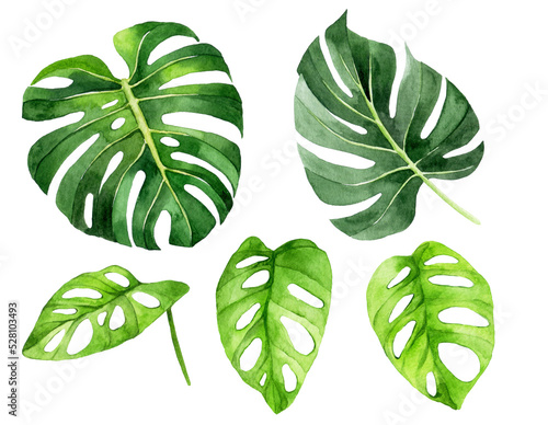 watercolor drawing. monstera tropical leaves set. rain forest green leaves isolated on white background