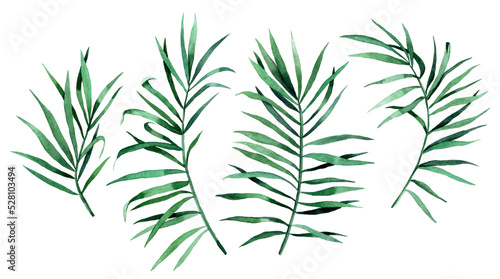 watercolor drawing. set of tropical palm leaves. rain forest green leaves isolated on white background