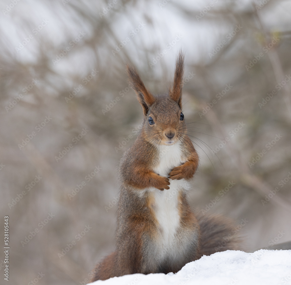 Red squirrel in the snow Red squirrel in the snow