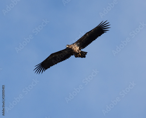 White tailed eagle flying in the sky