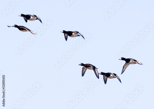 A flock of tufted ducks flying