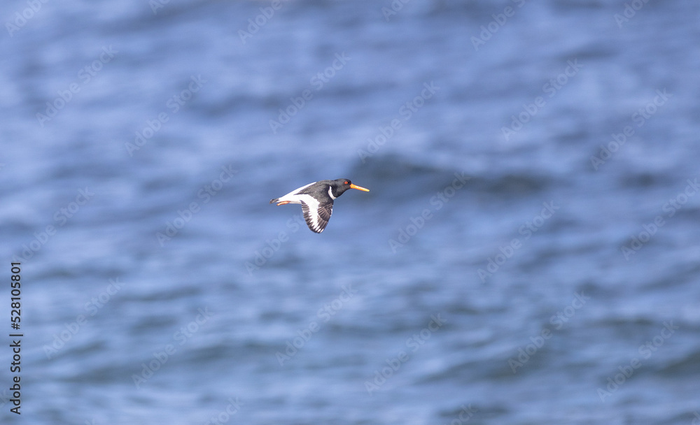 Eurasian oystercatcher flying