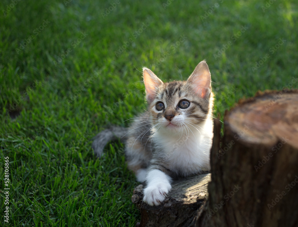 little cute striped kitten sits on the grass near the stump, looks up. curious pet is exploring the world. Day of the cat. Entertainment for kittens