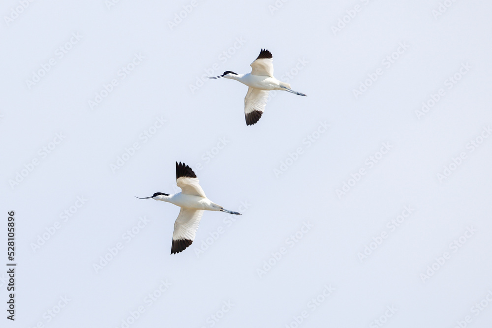 Obraz premium Two pied avocets flying in the sky