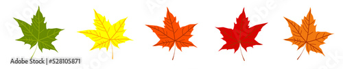 Autumn colorful fallen leaves  isolated on white background. Set of bright green yellow orange red dry brown acer leaf. Vector illustration. Icon. Fall season. Design element. Flyer. Poster. Card.