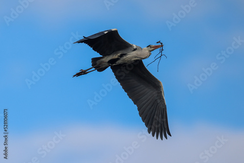 Grey heron flying with a twig to the nest