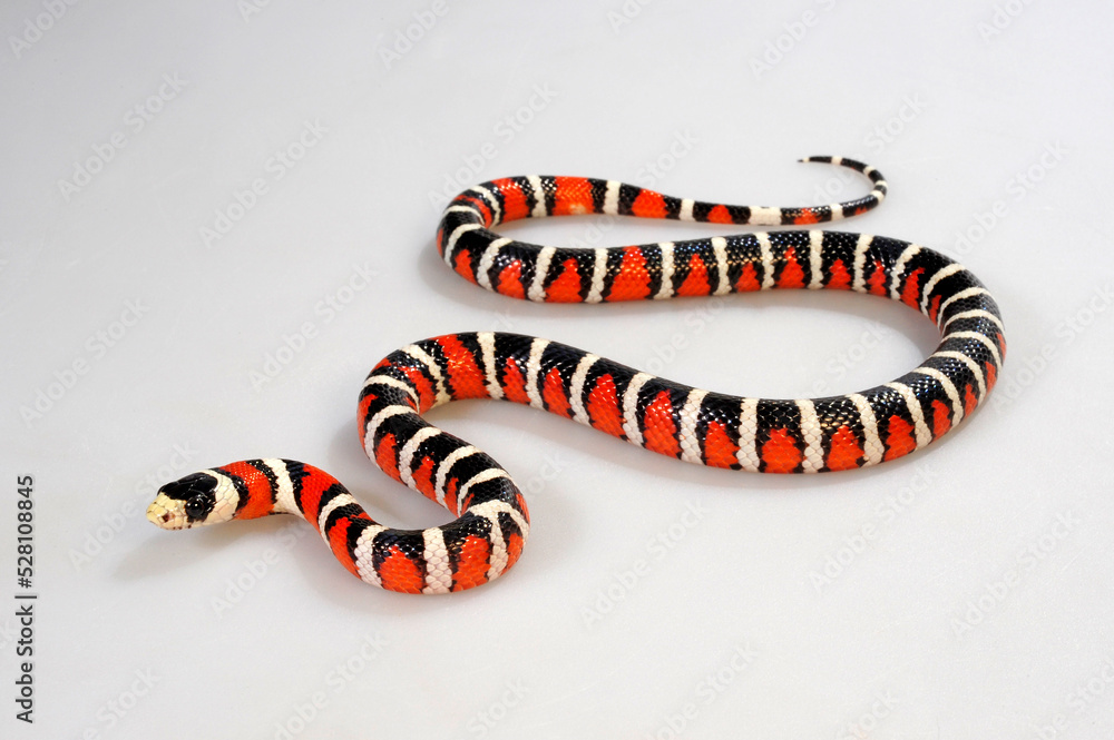Naklejka premium Utah-Bergkönigsnatter // Utah Mountain Kingsnake (Lampropeltis pyromelana infralabialis)