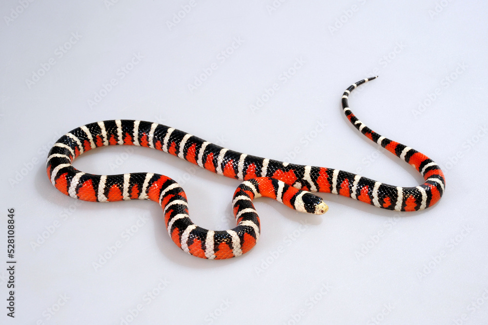 Naklejka premium Utah-Bergkönigsnatter // Utah Mountain Kingsnake (Lampropeltis pyromelana infralabialis)