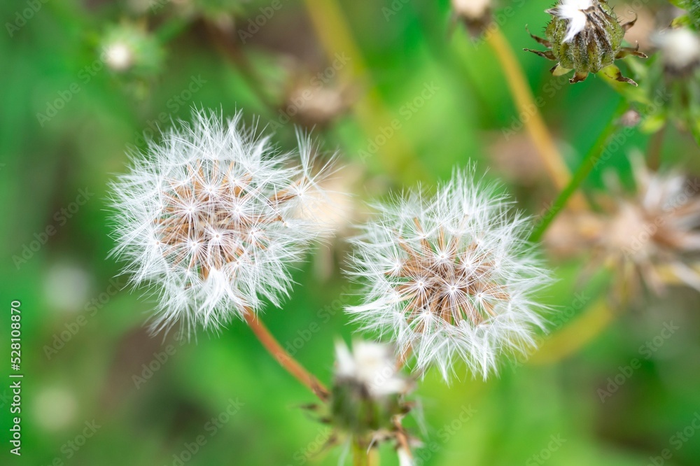 Catsear (hypochaeris radicata) know as flatweed or false dandelion Catsear (hypochaeris radicata) know as flatweed or false dandelion