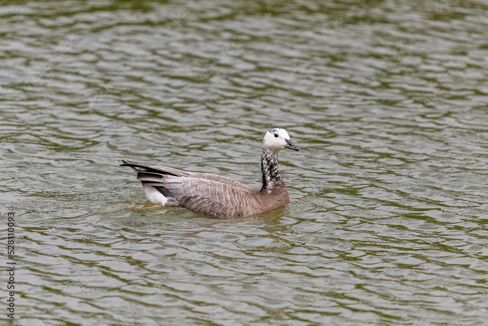 Fototapeta premium Canada goose, juvenile bird swimming on the lake 
