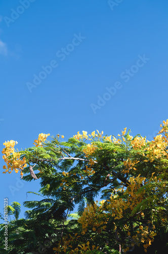 Yellow Flowers and Blue Sky.