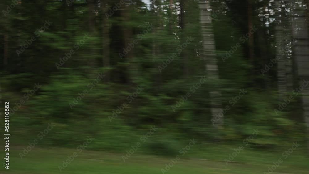 Side view driving plate through pine forest late summer Side view driving plate through pine forest late summer