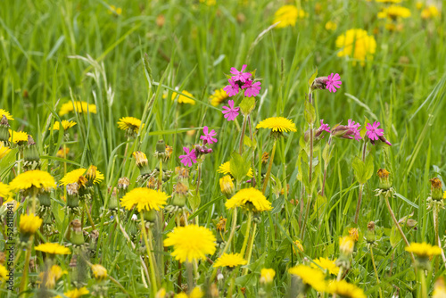 Flowering Red campions in the middle of Common dandelions on a spring day in Estonia, Northern Europe.  photo