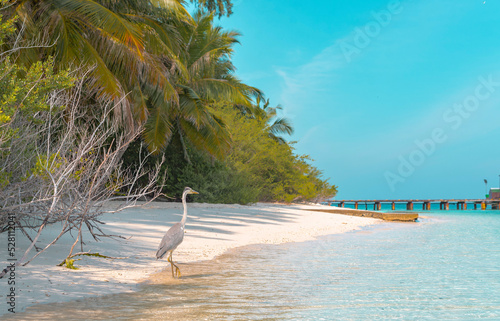 gray heron on the shores of the Indian ocean in the Maldives