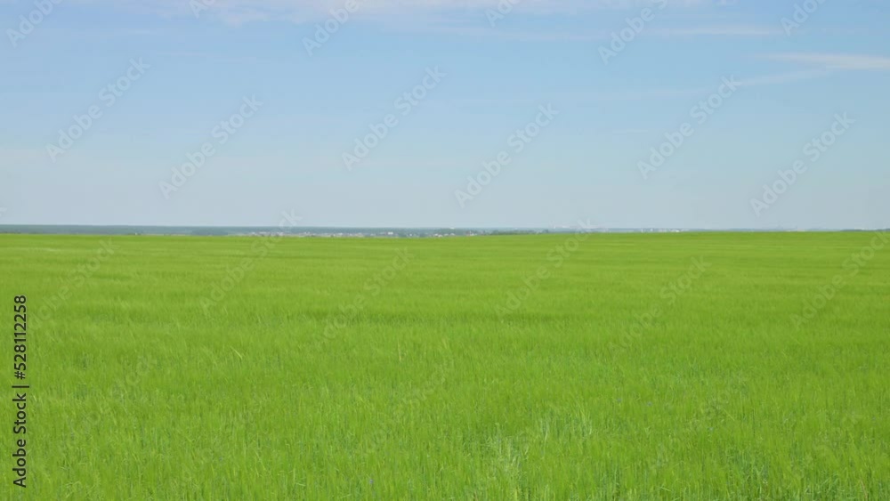 Green field of barley colossus in the evening Green field of barley colossus in the evening