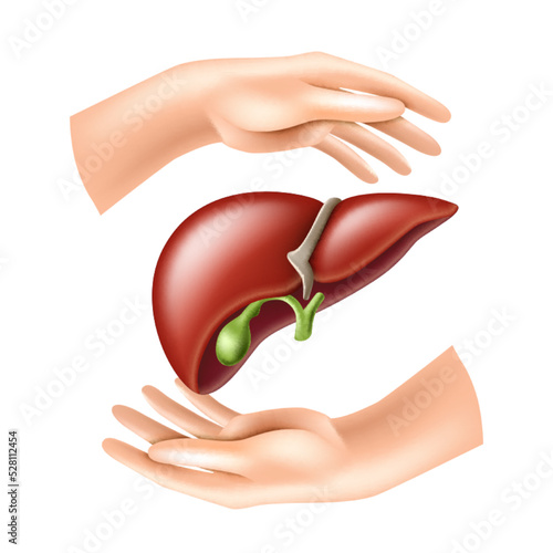 Hands protect the human liver. Concept of Health care