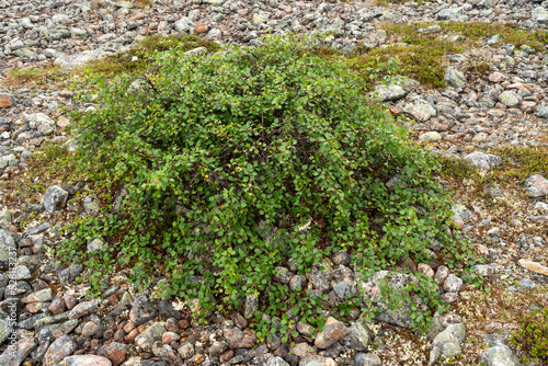 A low-growing form of a fell birch called the Kiilopää birch (Betula pubescens ssp. czerepanovii var. appressa) growing on a rocky surface in Urho Kekkonen National Park, Northern Finland