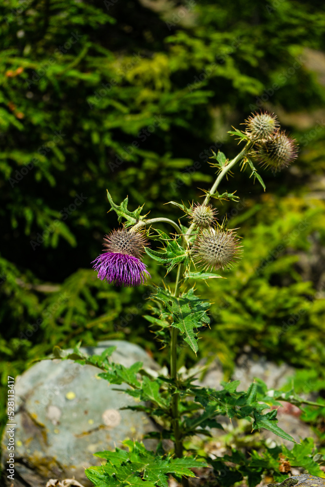Purple thorny flowers in the forest Purple thorny flowers in the forest