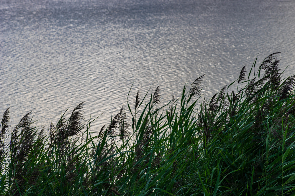 marsh grass or lake reeds in the summer marsh grass or lake reeds in the summer