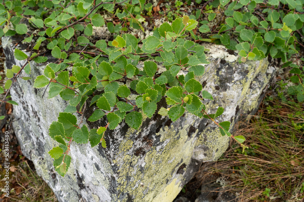 A low-growing form of a fell birch called the Kiilopää birch (Betula pubescens ssp. czerepanovii var. appressa) growing on a rock in Urho Kekkonen National Park, Northern Finland A low-growing form of a fell birch called the Kiilopää birch (Betula pubescens ssp. czerepanovii var. appressa) growing on a rock in Urho Kekkonen National Park, Northern Finland