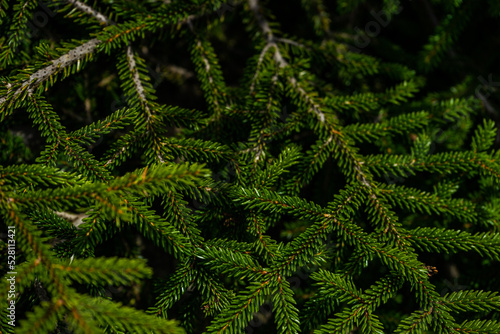 Green branches of fir tree