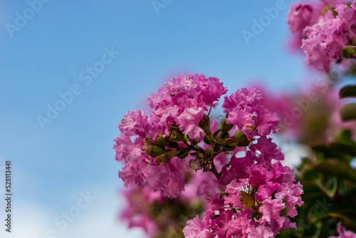 Fototapeta Naklejka Na Ścianę i Meble -  Pink blossom of Сrape myrtle tree