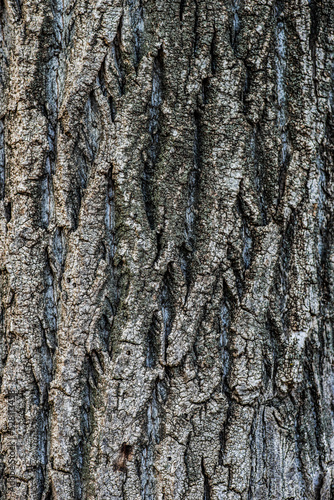 Textured surface of oak tree trunk